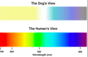 dog view versus human view